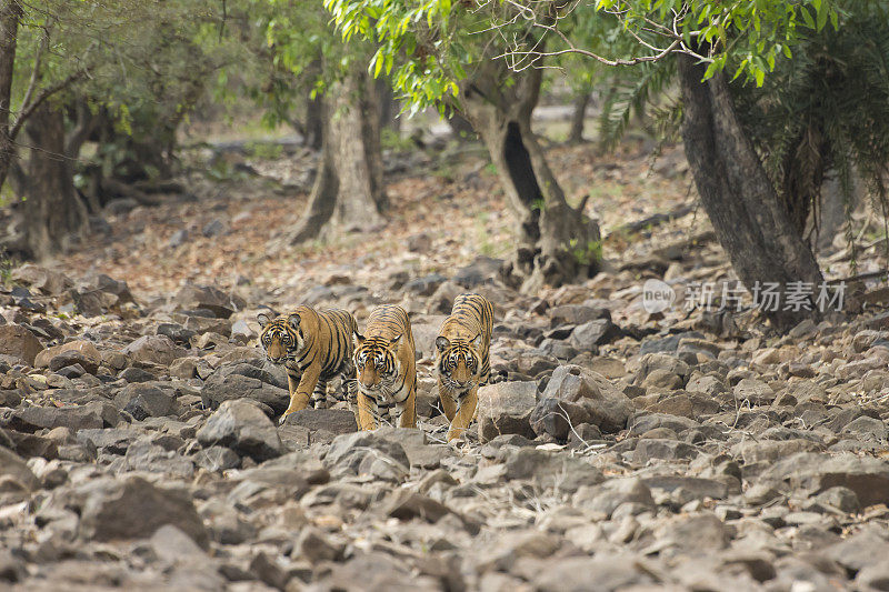 ranthambore国家公园里的孟加拉虎(Panthera tigris tigris)